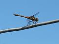 2012-0818-1330_Red_Darter_29,6